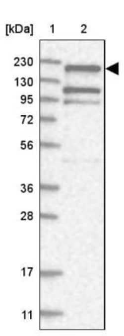 EHBP1 Antibody, Novus Biologicals:Antibodies:Primary Antibodies