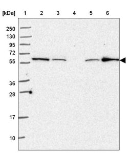EHD3 Antibody, Novus Biologicals:Antibodies:Primary Antibodies