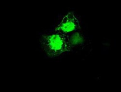 EI2BL Antibody (OTI9H7), Novus Biologicals 0.1mL; Unlabeled:Antibodies,