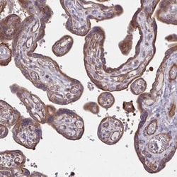 EID2B Antibody, Novus Biologicals:Antibodies:Primary Antibodies