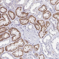 EIF1AD Antibody, Novus Biologicals:Antibodies:Primary Antibodies