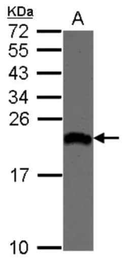 EIF1A Antibody, Novus Biologicals 0.1mL; Unlabeled:Antibodies, Polyclonal