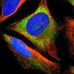 EIF1A Antibody, Novus Biologicals 25 &mu;L; Unlabeled:Antibodies, Polyclonal