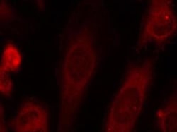 eIF2A, p Ser51 Antibody, Novus Biologicals 0.05 mg; Unconjugated:Antibodies,