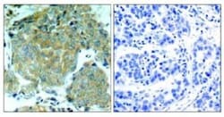 eIF2A, p Ser51 Antibody, Novus Biologicals 0.05 mg; Unconjugated:Antibodies,