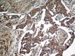 eIF2A, p Ser51 Antibody, Novus Biologicals 0.05 mg; Unconjugated:Antibodies,
