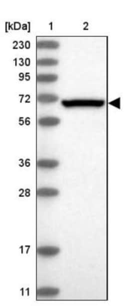 eIF2A Antibody, Novus Biologicals:Antibodies:Primary Antibodies