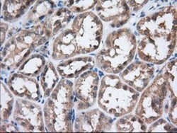 eIF2 alpha/EIF2S1 Antibody (OTI3H4), Novus Biologicals 0.1mL; Unlabeled:Antibodies,