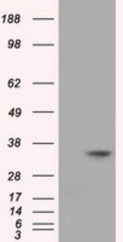 eIF2 alpha/EIF2S1 Antibody (OTI3H4), Novus Biologicals 0.1mL; Unlabeled:Antibodies,