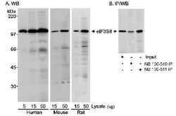 EIF3C Antibody, Novus Biologicals 0.1mL; Unlabeled:Antibodies, Polyclonal