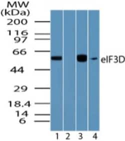 EIF3D Antibody, Novus Biologicals 0.025 mg | Buy Online | Novus Biologicals | Fisher Scientific