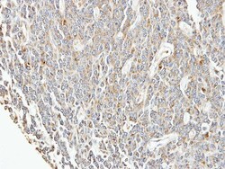 EIF3F Antibody, Novus Biologicals 0.1mL; Unlabeled:Antibodies, Polyclonal