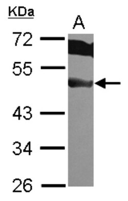 EIF3F Antibody, Novus Biologicals 0.1mL; Unlabeled:Antibodies, Polyclonal