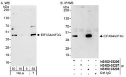 EIF3G Antibody, Novus Biologicals 0.1mL; Unlabeled:Antibodies, Polyclonal