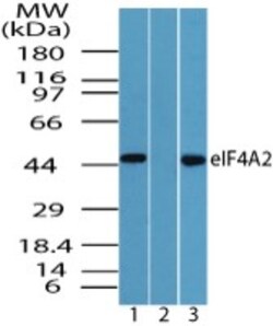 anti-eIF4A2, Polyclonal, Novus Biologicals 0.025mg; Unlabeled:Antibodies,