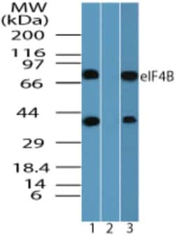 eIF4B Antibody, Novus Biologicals 0.1mg; Unlabeled:Antibodies, Polyclonal