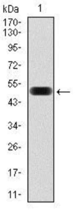 eIF4B Antibody (1F5) - BSA Free, Novus Biologicals 0.1mL; Unlabeled:Antibodies,