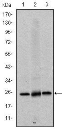 eIF4E Antibody (5D11), Novus Biologicals 0.025 mL, Unconjugated:Antibodies,