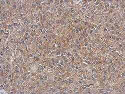 4EBP1 Antibody, Novus Biologicals 0.1mL; Unlabeled:Antibodies, Polyclonal