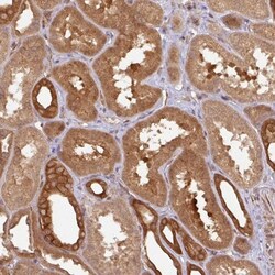 eIF4EBP2 Antibody, Novus Biologicals 25 &mu;L, Unlabeled:Antibodies, Polyclonal