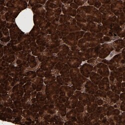 eIF4ENIF1 Antibody, Novus Biologicals 0.1mL; Unlabeled:Antibodies, Polyclonal