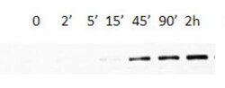eIF4G1, p Ser1231 Antibody, Novus Biologicals 0.1 mg; Unconjugated:Antibodies,