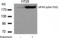 eIF4G1, p Ser1231 Antibody, Novus Biologicals 0.1 mg; Unconjugated:Antibodies,