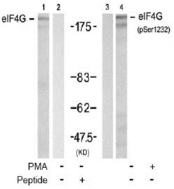 eIF4G1, p Ser1231 Antibody, Novus Biologicals 0.1 mg; Unconjugated:Antibodies,