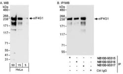 eIF4G1 Antibody, Novus Biologicals 0.1mL; Unlabeled:Antibodies, Polyclonal