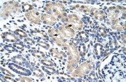 eIF4H Antibody, Novus Biologicals 100&mu;L; Unlabeled:Antibodies, Polyclonal