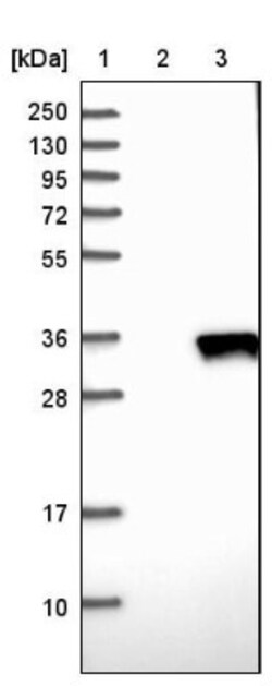 eIF4H Antibody, Novus Biologicals 0.1 mL | Buy Online | Novus Biologicals | Fisher Scientific