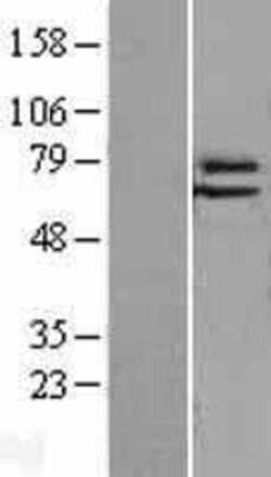 Novus Biologicals™ Elf4/MEF Overexpression Lysate