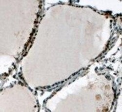 ELF5 Antibody, Novus Biologicals 0.1mg; Unlabeled:Antibodies, Polyclonal
