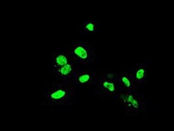 ELK3 Antibody (OTI1H3), Novus Biologicals 0.1mL; Unlabeled:Antibodies,