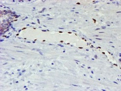 ELK3 Antibody (OTI1H3), Novus Biologicals 0.1mL; Unlabeled:Antibodies,