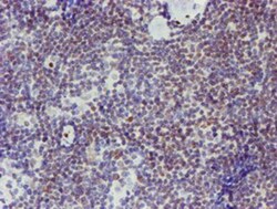 ELK3 Antibody (OTI1H3), Novus Biologicals 0.1mL; Unlabeled:Antibodies,
