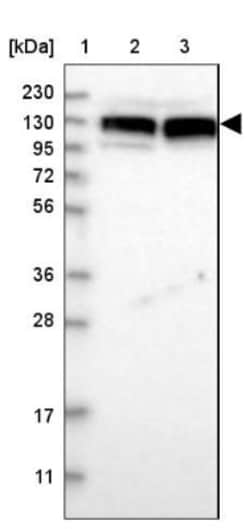 ELKS Antibody, Novus Biologicals 0.1mL; Unlabeled:Antibodies, Polyclonal