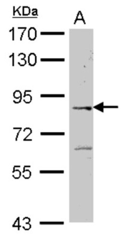 ELMO2 Antibody, Novus Biologicals 0.1mL; Unlabeled:Antibodies, Polyclonal
