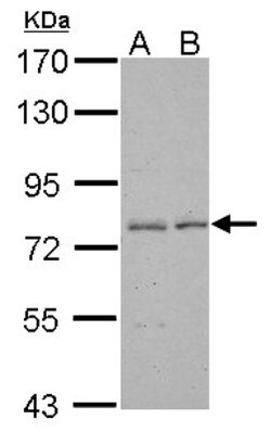 ELMO2 Antibody, Novus Biologicals 0.1 mL | Buy Online | Novus Biologicals | Fisher Scientific
