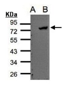 ELMO2 Antibody, Novus Biologicals 0.1 mL | Buy Online | Novus Biologicals | Fisher Scientific