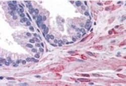 ELMO2 Antibody, Novus Biologicals 0.1mg; Unlabeled:Antibodies, Polyclonal