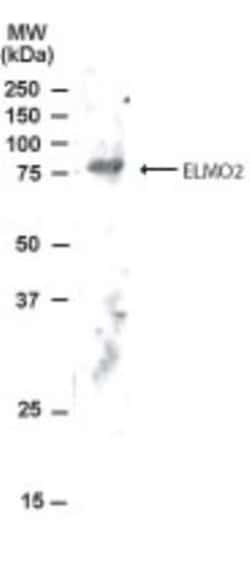 ELMO2 Antibody, Novus Biologicals 0.1mg; Unlabeled:Antibodies, Polyclonal
