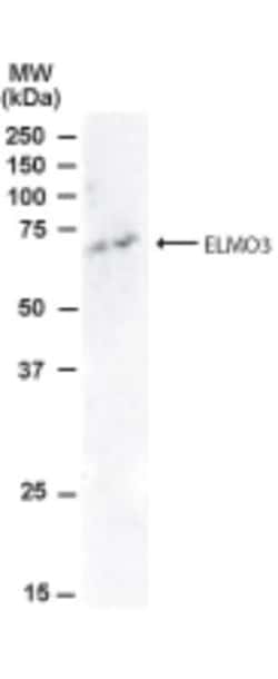 ELMO3 Antibody, Novus Biologicals 0.1mg; Unlabeled:Antibodies, Polyclonal
