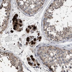 ELMO3 Antibody, Novus Biologicals:Antibodies:Primary Antibodies