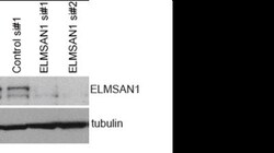 ELMSAN1 Antibody, Novus Biologicals 0.1mg; Unlabeled:Antibodies, Polyclonal
