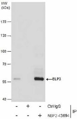 Elp3 Antibody (11811), Novus Biologicals 0.1 mL | Buy Online | Novus Biologicals | Fisher Scientific