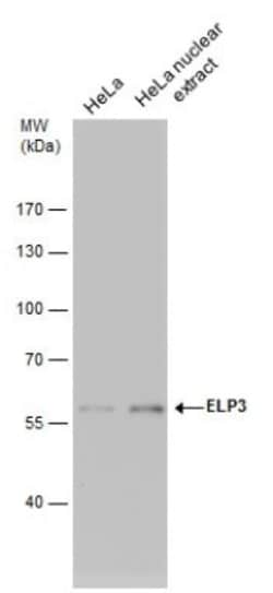 Elp3 Antibody (11811), Novus Biologicals 0.1 mL | Buy Online | Novus Biologicals | Fisher Scientific