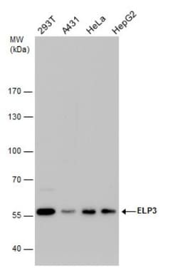 Elp3 Antibody (11811), Novus Biologicals 0.1 mL | Buy Online | Novus Biologicals | Fisher Scientific