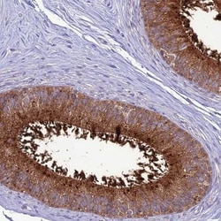 ELSPBP1 Antibody, Novus Biologicals:Antibodies:Primary Antibodies
