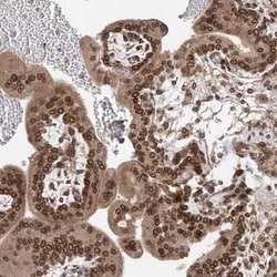ELYS Antibody, Novus Biologicals 0.1mL; Unlabeled:Antibodies, Polyclonal